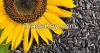 Sunflower seeds for hu...