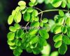 MORINGA LEAF, MORINGA ...