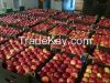 Fresh apples Gala Royal
