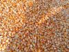 Yellow Corn (Maize) su...