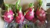 FRESH DRAGON FRUIT