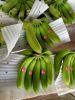 Fresh Cavendish Banana