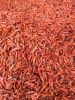 Dried Red Chilly