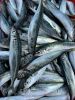 FROZEN MACKEREL SCAD