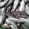 FROZEN INDIAN MACKEREL FISH