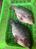 FROZEN BLACK TILAPIA