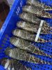 Frozen Spiny Lobster (Panulirus ornatus / Panulirus homarus)