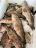 Frozen Grouper Fish
