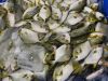 Frozen Golden Pomfret ...