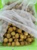 Fresh Longan