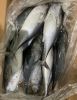 Frozen Bonito Tuna