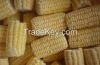Yellow Corn and Sweet ...
