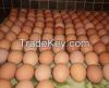  Fresh Chicken Eggs Brown and White 