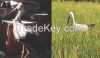 GPS/GSM avian tracker ...