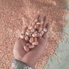 2015 NEW CROP CHINESE ...