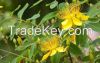 St John's Wort ex...