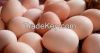 Farm Fresh Chicken/Table Eggs