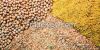 Rapeseed Meal,	Indian yellow corn,Soya Bean Meal