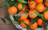 Fresh Citrus Fruits