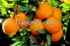 Fresh Citrus Fruits