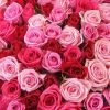 Turkish Rose Oil Rose ...