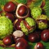 Horse Chestnut Oil
