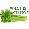 Celery Seed Oil