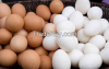 Chicken Eggs White and...