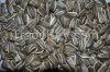 Sunflower Seeds, in sh...