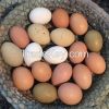 Fresh Table Egg and Eg...