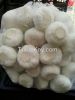 Fresh Garlic For Sale 