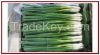 Spring Onion