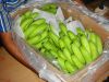 ECUADOR CLASS A GREEN CAVENDISH BANANAS