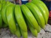 ECUADOR CLASS A GREEN CAVENDISH BANANAS