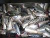 FROZEN SARDINES PILCHARDUS HGT