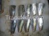 FROZEN SARDINELLA AURI...