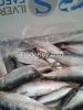 FROZEN SARDINELLA AURITA Whole Round