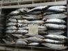 FROZEN SARDINES PILCHARDUS WHOLE ROUND