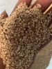 Sesame seed