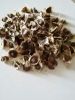 Moringa Seeds