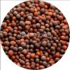 Black Mustard Seeds (b...