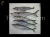 Ribbon Fish, Spotted Spanish Mackerel, Indian Mackerel, Loligo from Indonesia