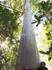 EUCALYPTUS Logs and Chips