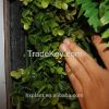 Wholesale Cheap HQ plastic artificial plant for garden vertical green