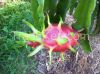 Dragon fruit, Rambutan...
