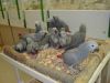 African Grey Parrots a...