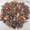 Baltic amber (Samples ...