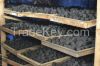 Coconut Shell Carcoal