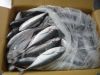 Fresh Frozen Mackerel Pacific for sale