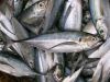 Fresh Frozen Mackerel Pacific for sale